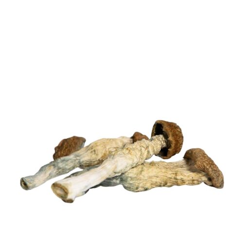 Buy Blue Goba Mushroom Grow Kit UK | Trusted