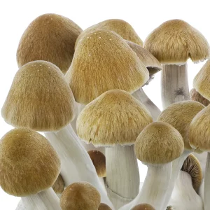 Psilocybe cubensis Ecuador